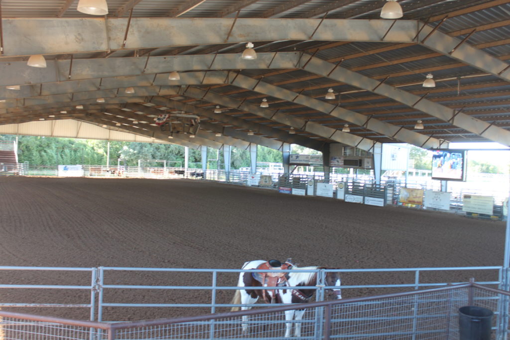 horse in large pen